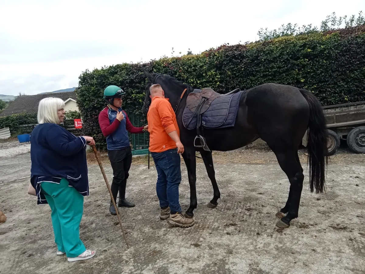 3yo filly - Image 4