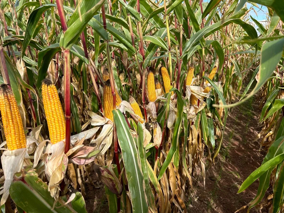 Maize - Image 1