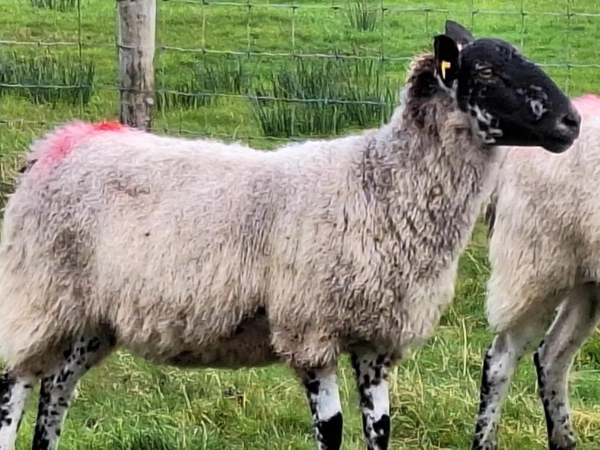 Breeding Ewes - Image 4