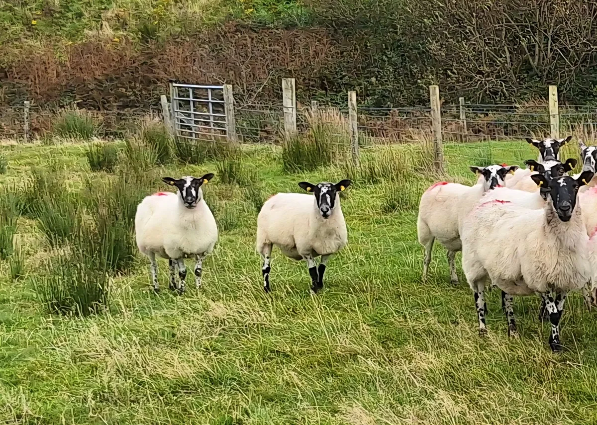 Breeding Ewes - Image 1