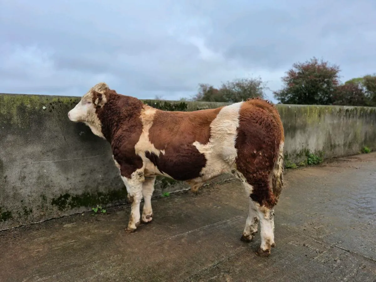 PEDIGREE POLLED SIMMENTAL BULLS - Image 4