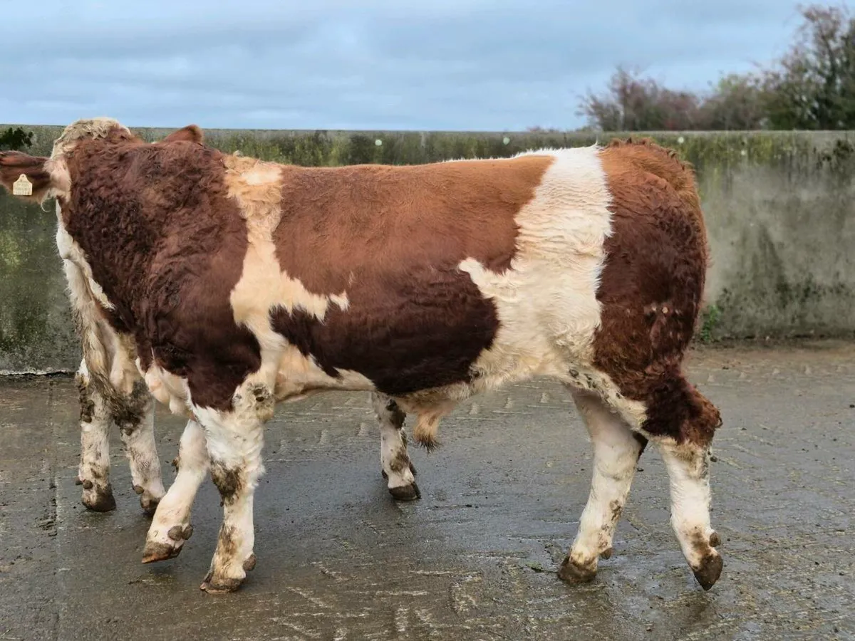 PEDIGREE POLLED SIMMENTAL BULLS - Image 2