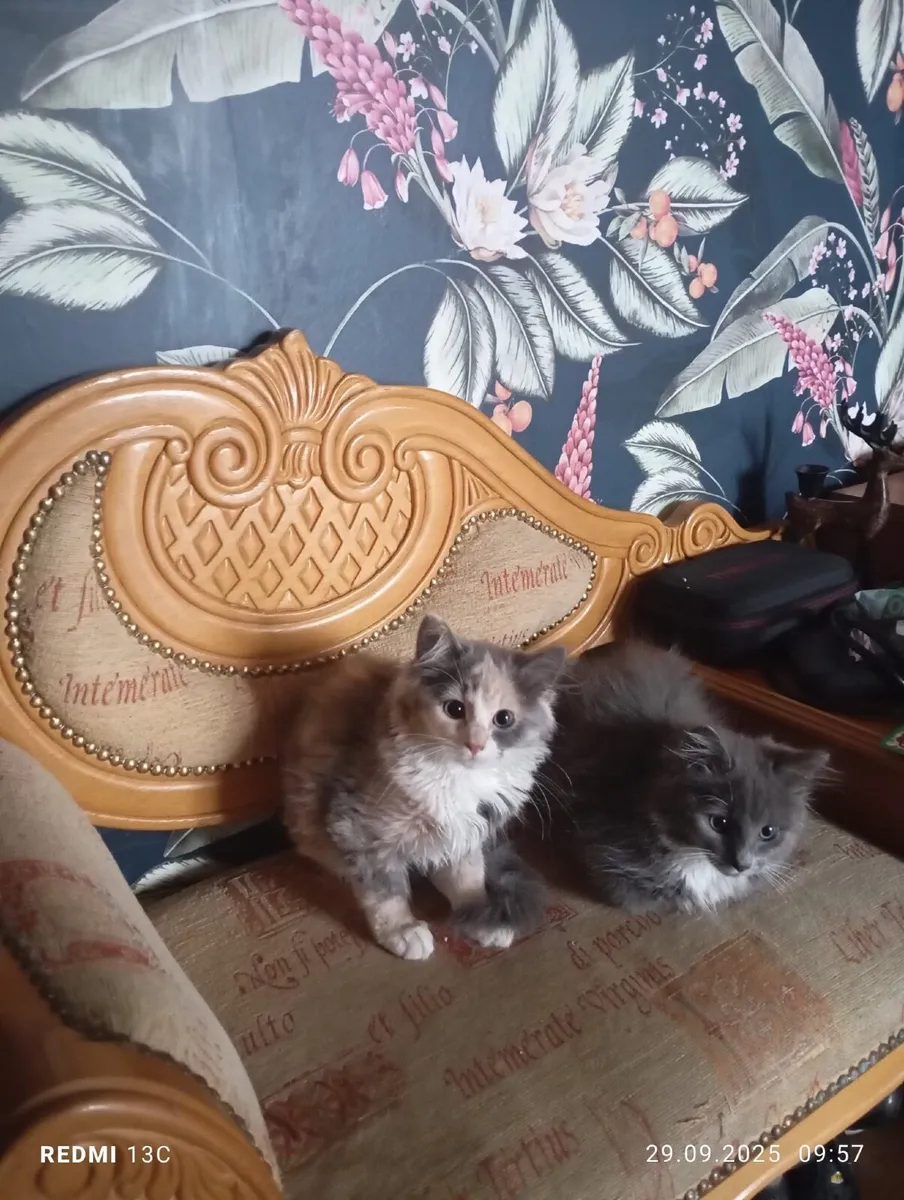 Kittens - Image 2