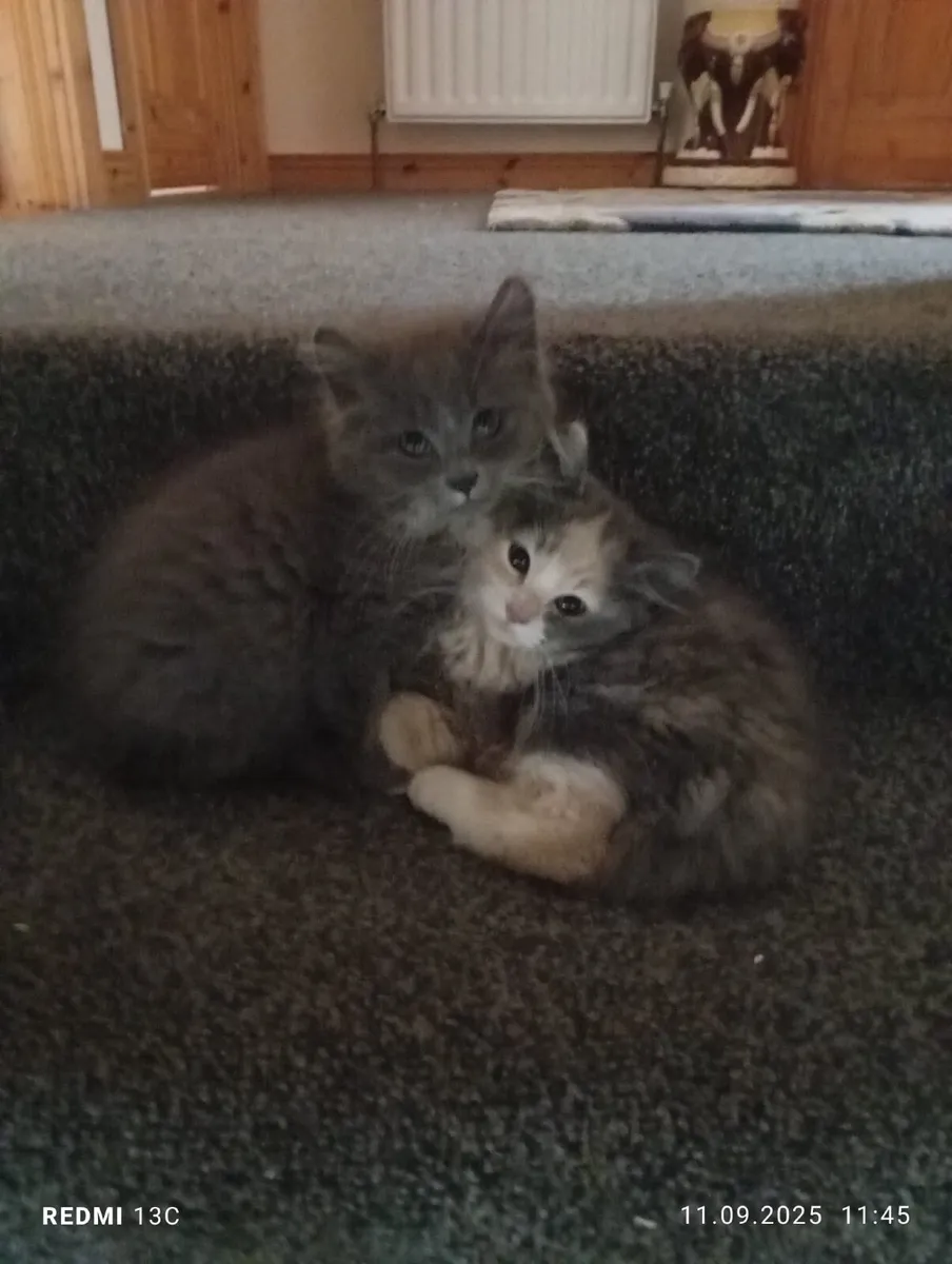 Kittens - Image 3