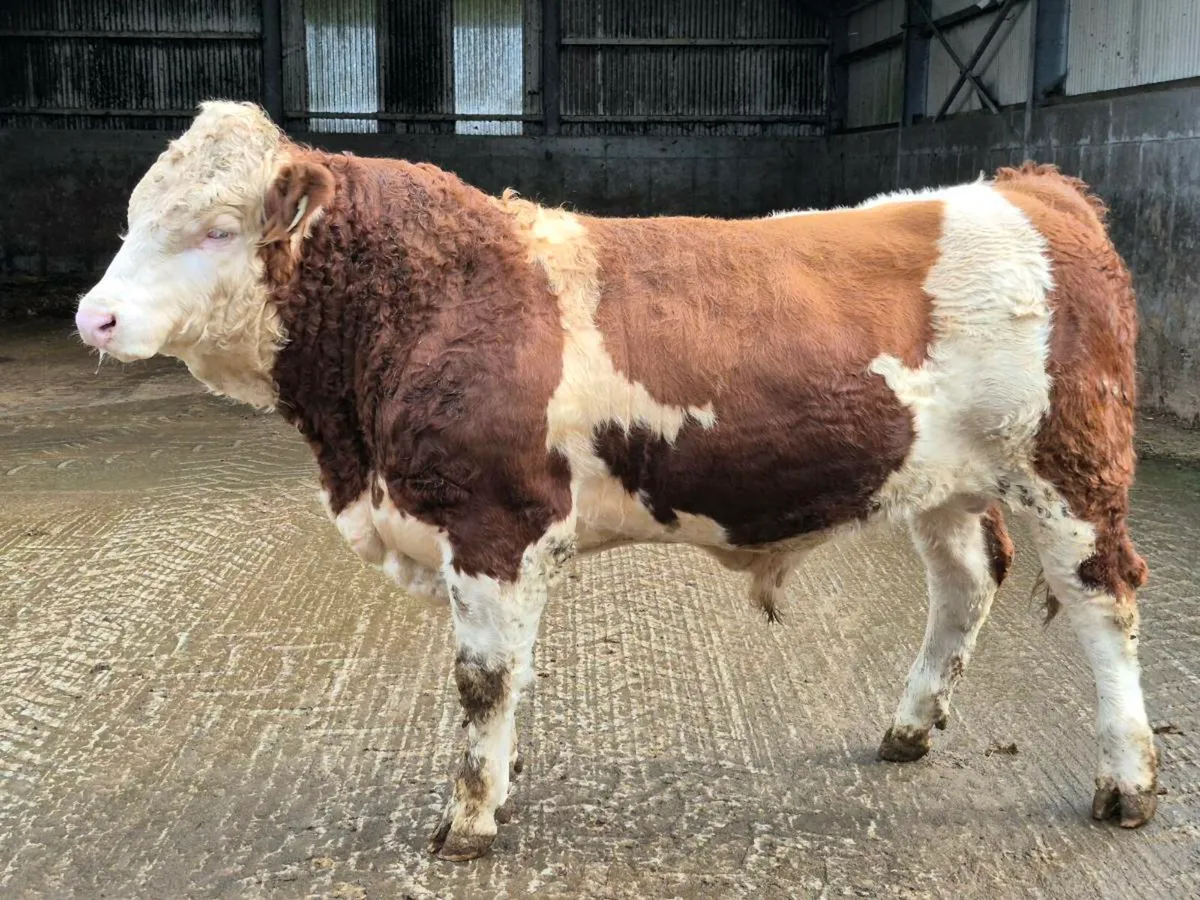 PEDIGREE POLLED SIMMENTAL BULLS - Image 1