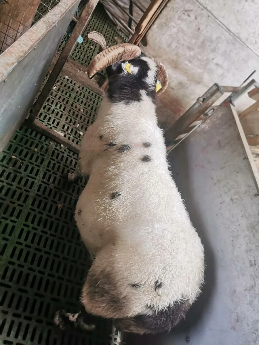 Suffolk ewe lambs and Purebred Lanark Ram - Image 3