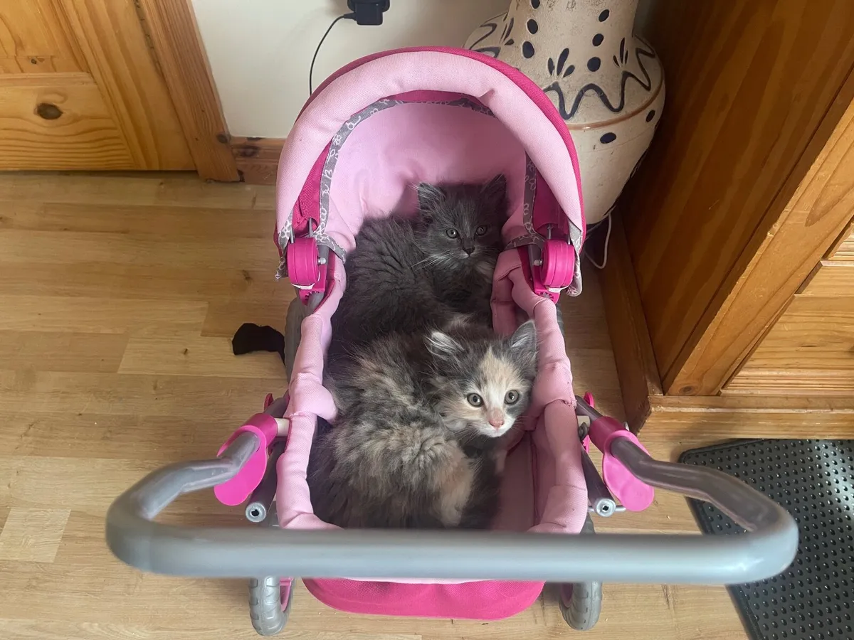 Kittens - Image 4