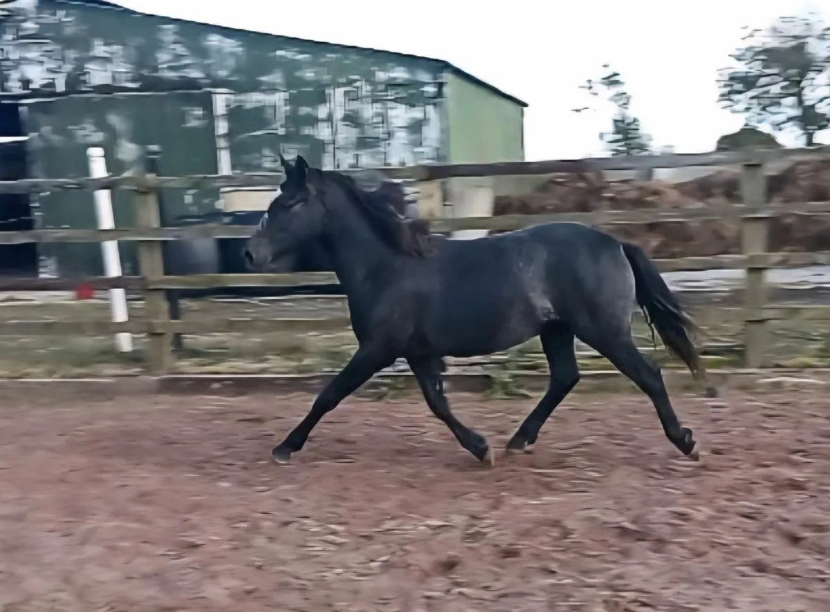 Performance bred yearling Filly - Image 3