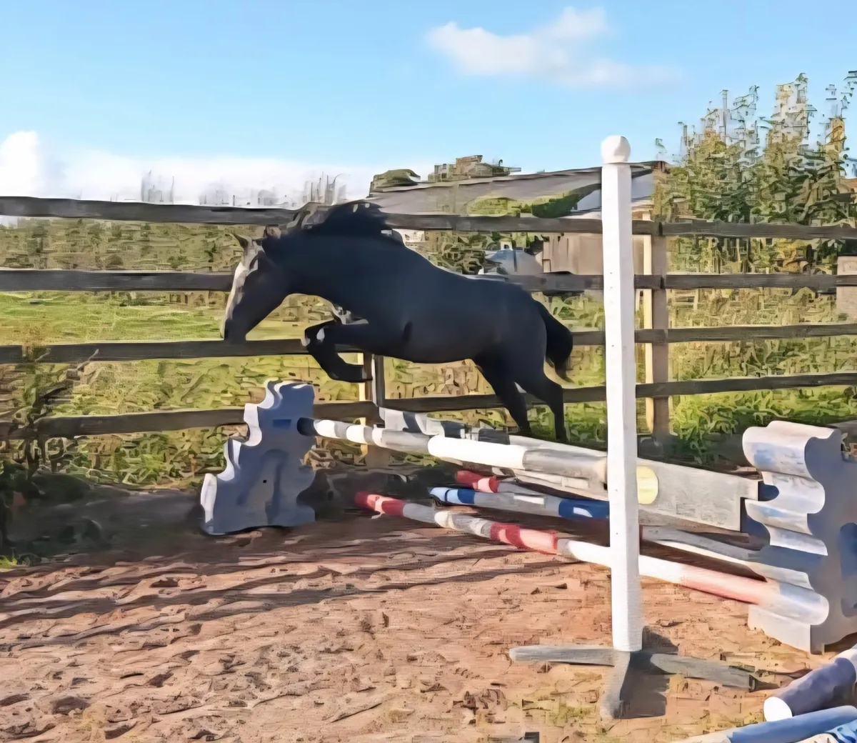 Performance bred yearling Filly - Image 1