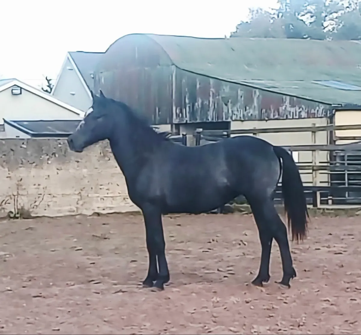 Performance bred yearling Filly - Image 4