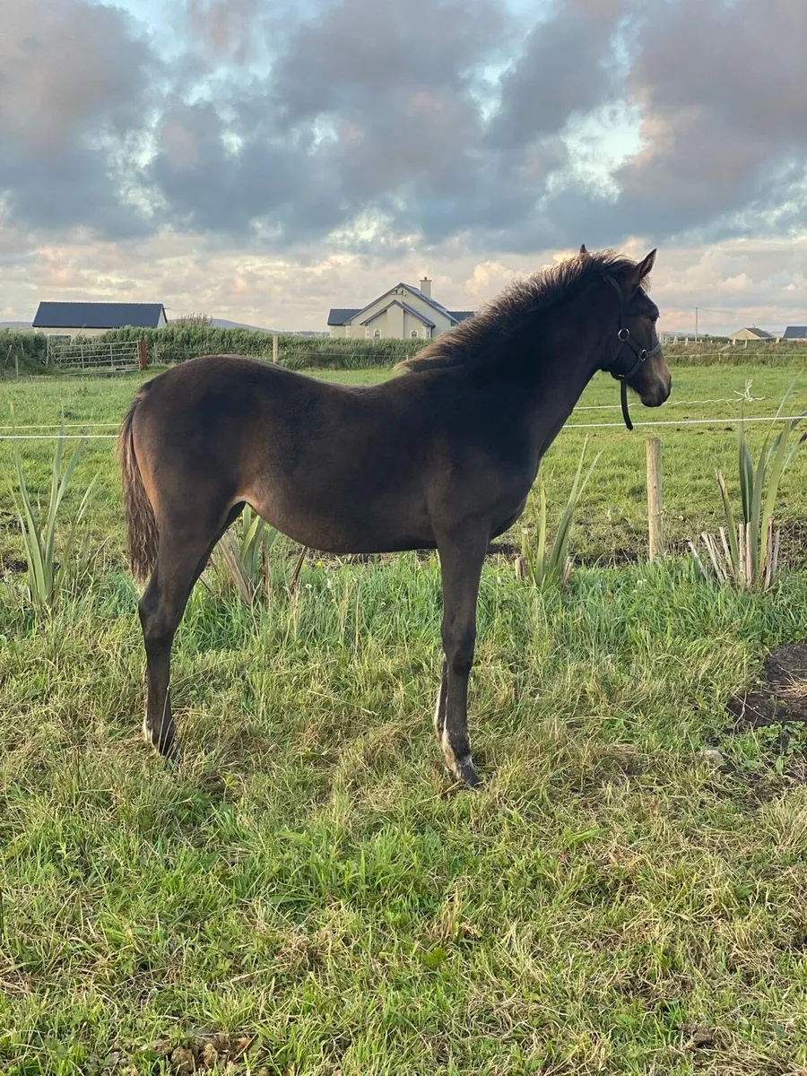 Bay filly for sale - Image 1