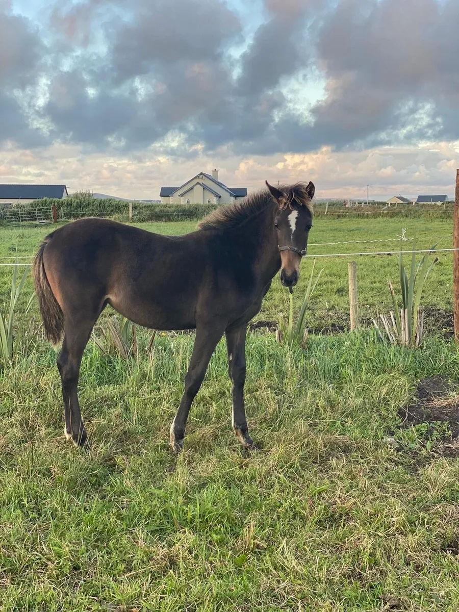 Bay filly for sale - Image 3