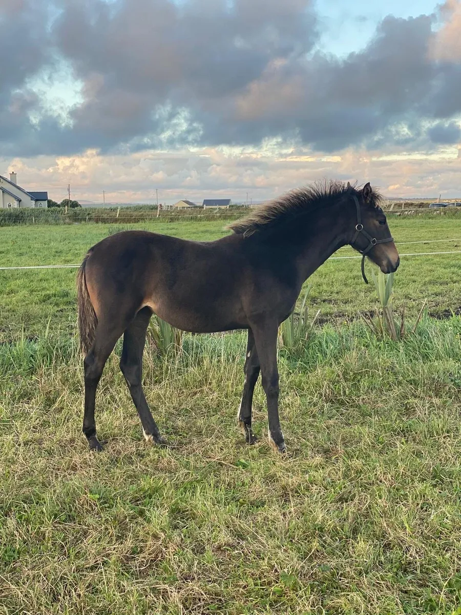 Bay filly for sale - Image 4