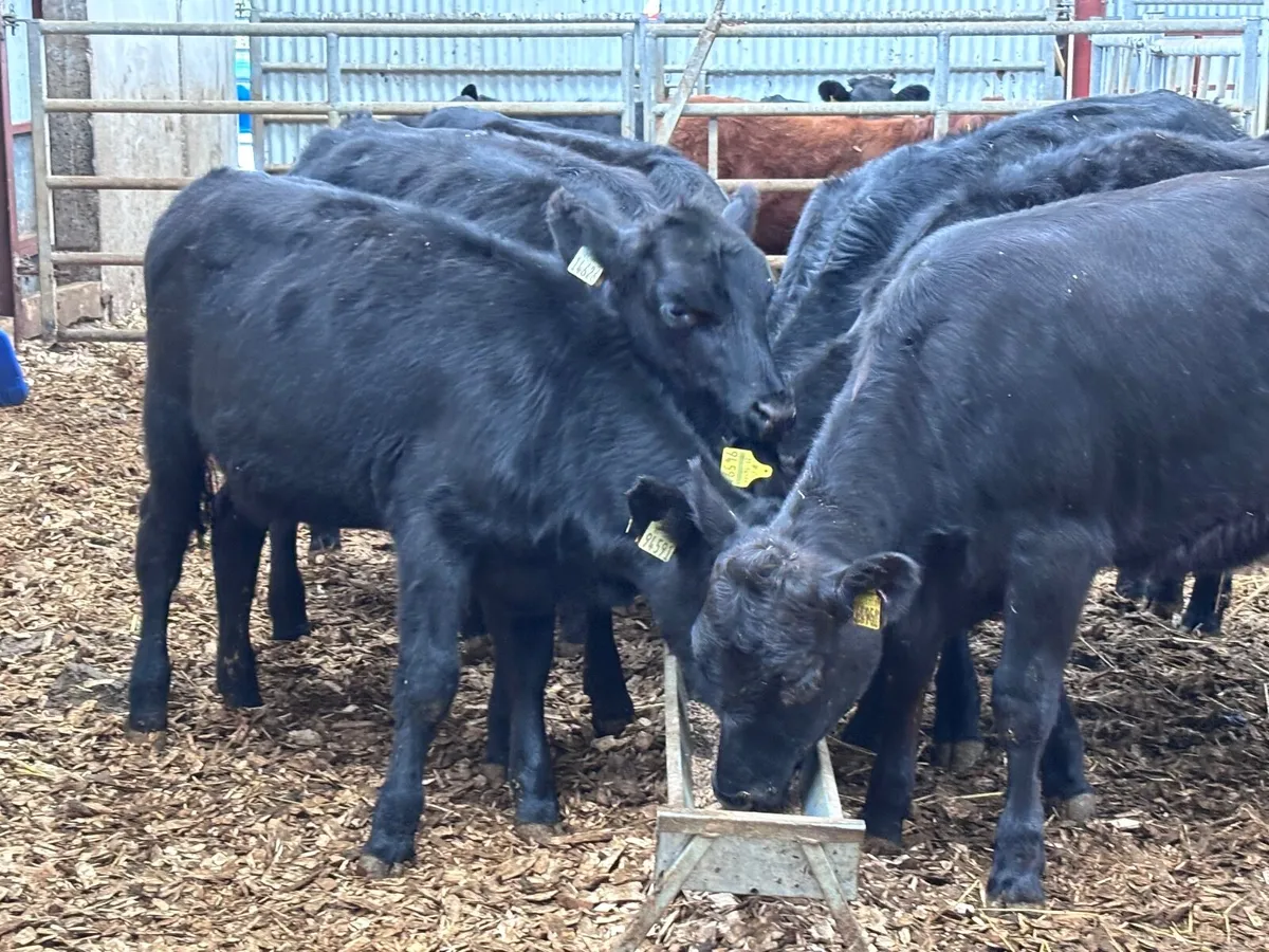 9 Aberdeen Angus heifer Weanlings for sale - Image 4