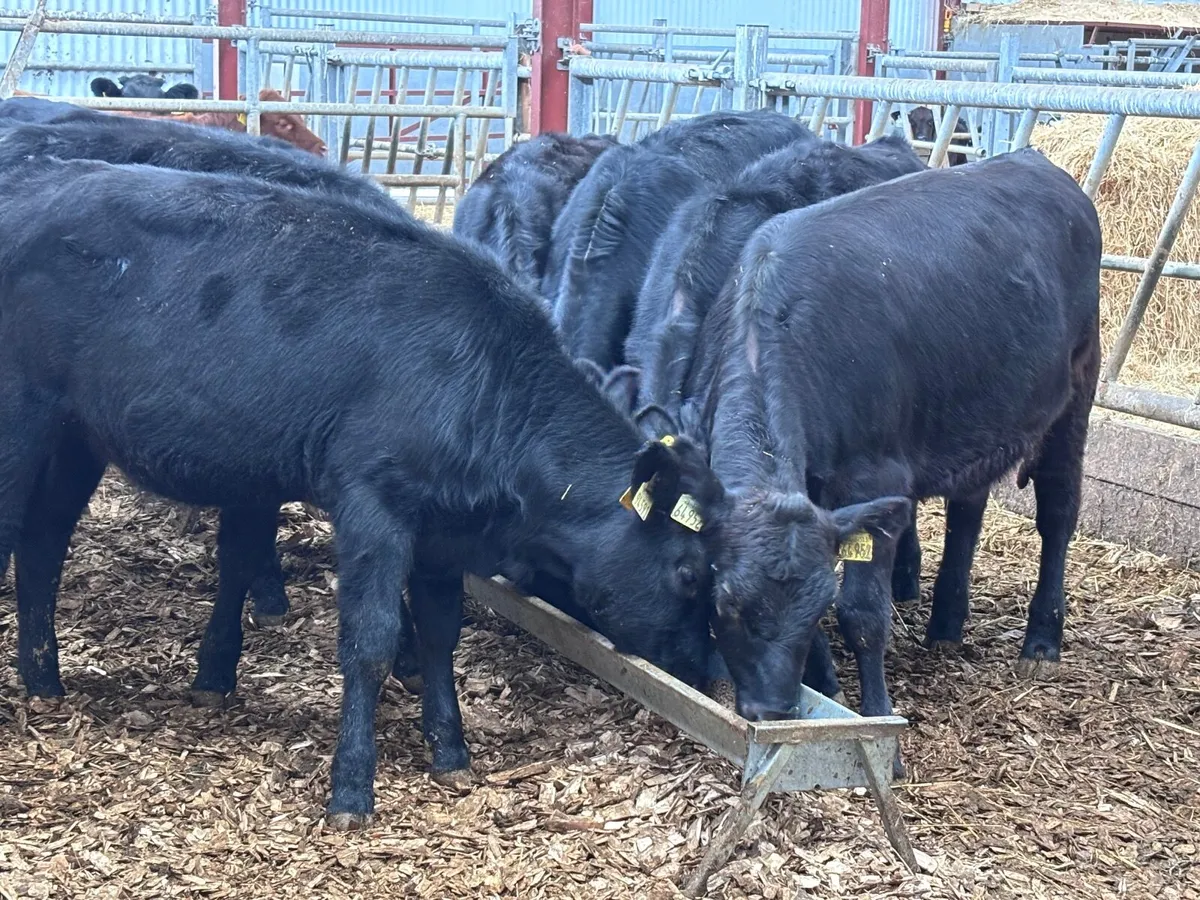 8 Aberdeen Angus heifer Weanlings for sale - Image 4
