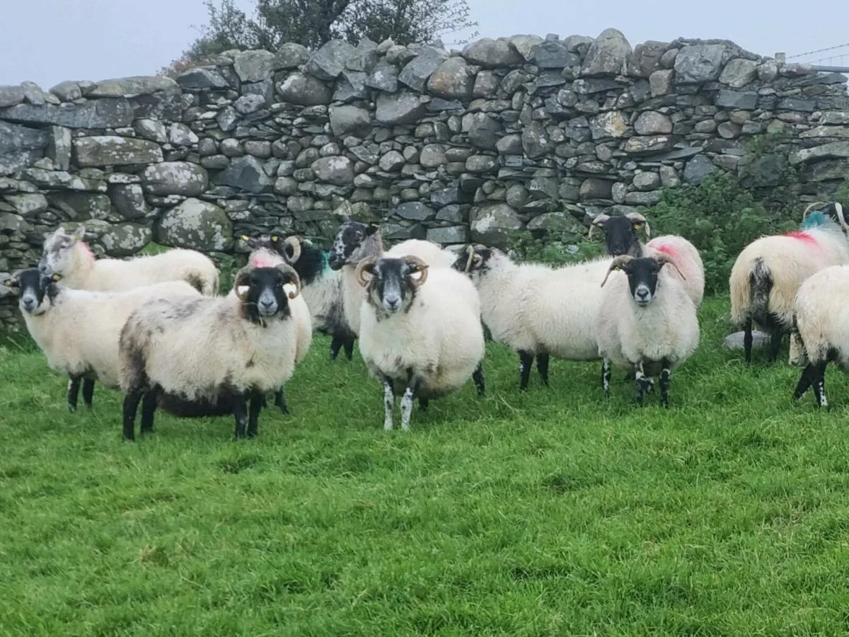 Sheep - Image 1