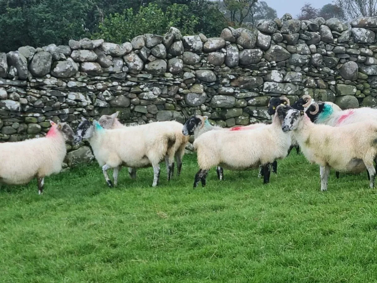 Sheep - Image 2