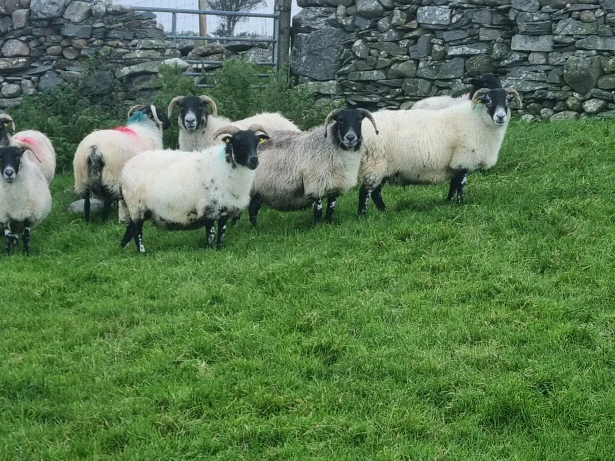 Sheep - Image 3
