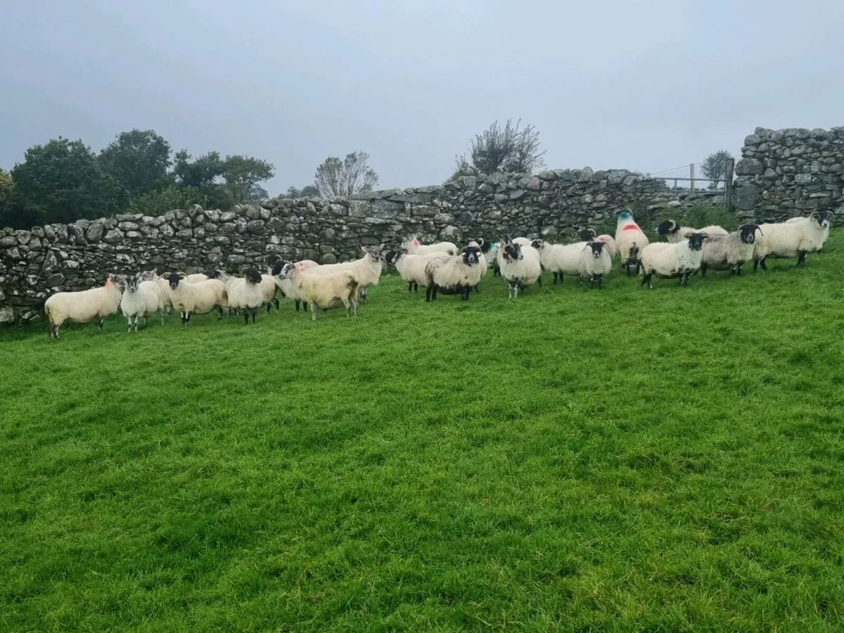 Sheep - Image 4