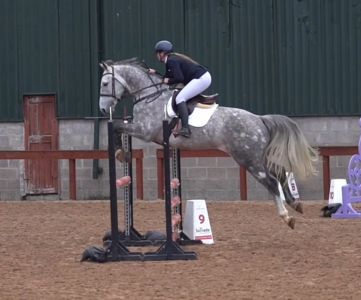 Gorgeous TOP Showjumper for the Future - Image 1