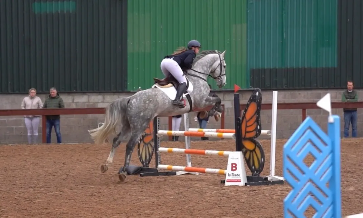 Gorgeous TOP Showjumper for the Future - Image 2