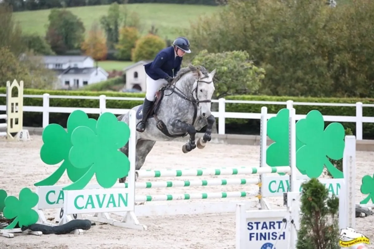 Gorgeous TOP Showjumper for the Future - Image 3