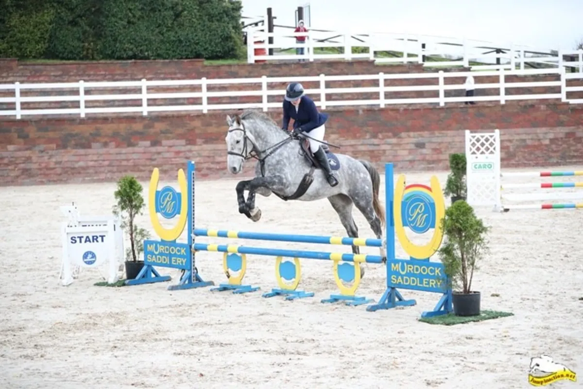 Gorgeous TOP Showjumper for the Future - Image 4