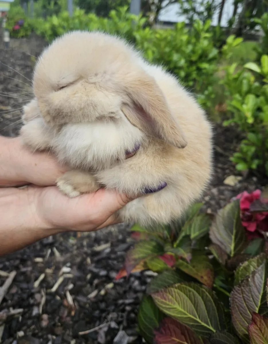 Purebred Mini lop bunnies - Image 1