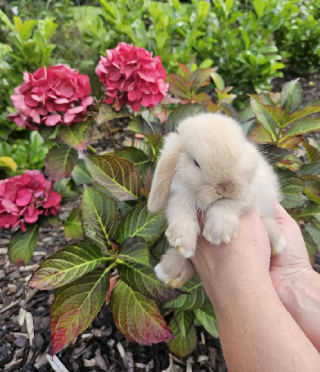 Purebred Mini lop bunnies - Image 2