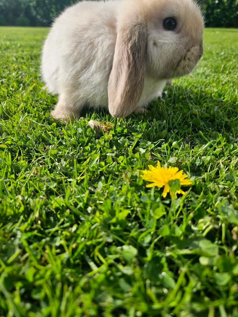 Purebred Mini lop bunnies - Image 3