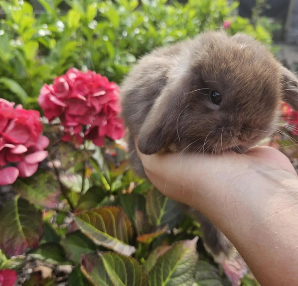 Purebred Mini lop bunnies - Image 4