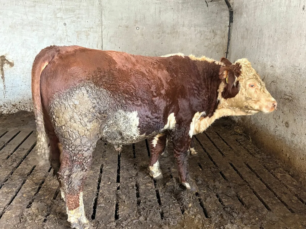 Purebred Hereford In-calf Heifers, Cows & Bulls - Image 3