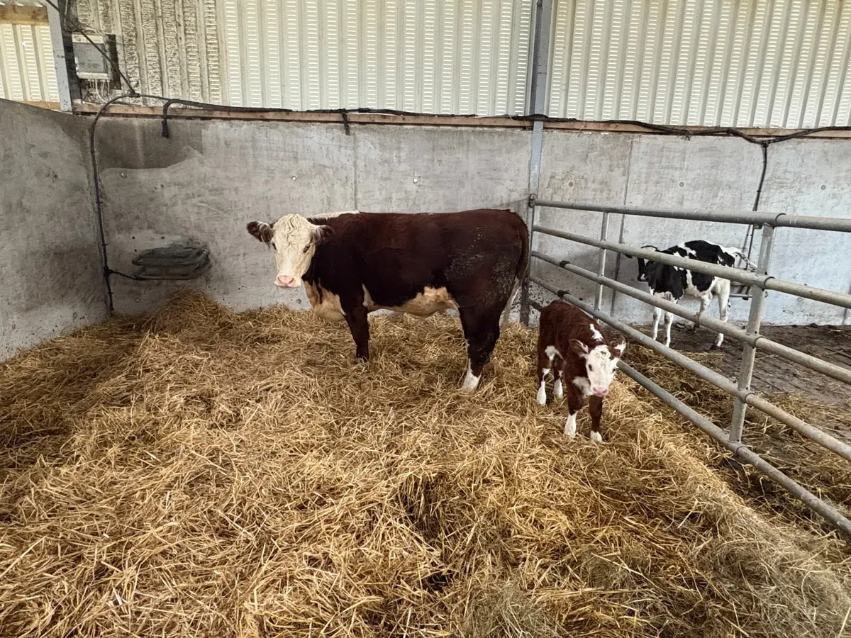 Purebred Hereford In-calf Heifers, Cows & Bulls - Image 4