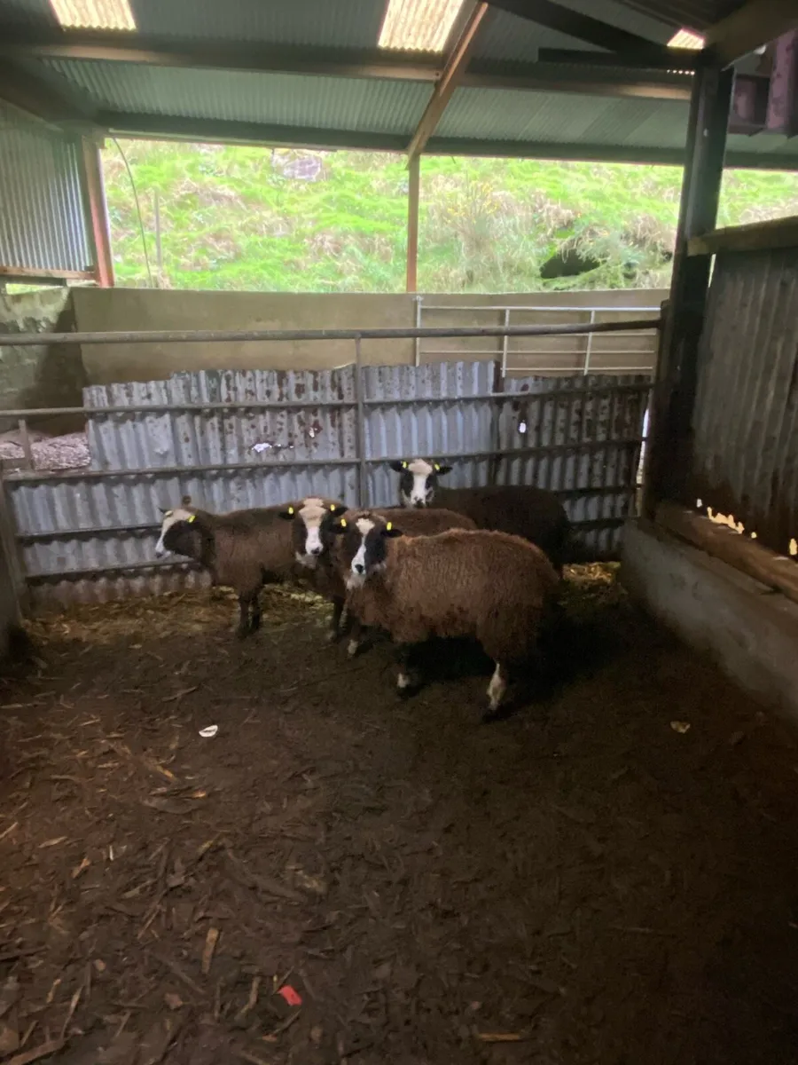 Jacob Ewe lambs - Image 1