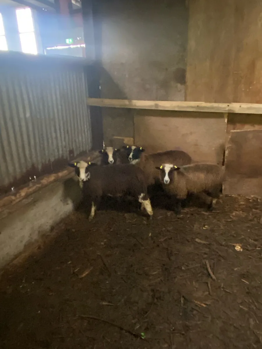 Jacob Ewe lambs - Image 2