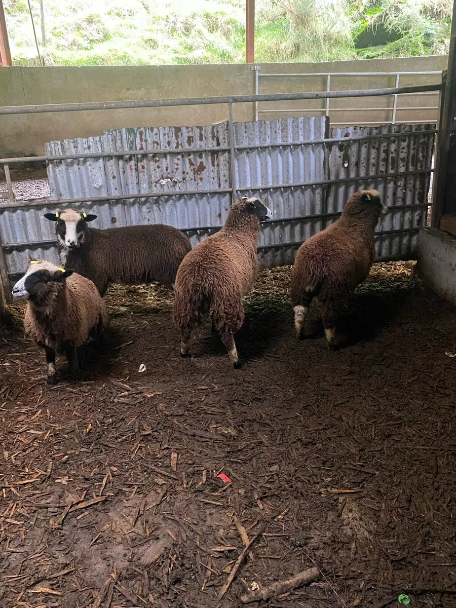 Jacob Ewe lambs - Image 3