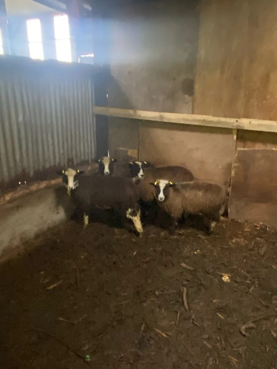 Jacob Ewe lambs - Image 4