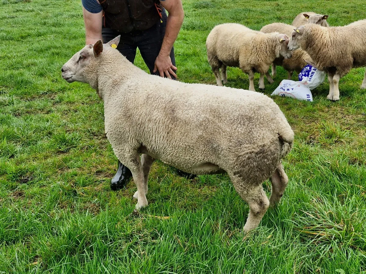Charollais Ram - Image 2