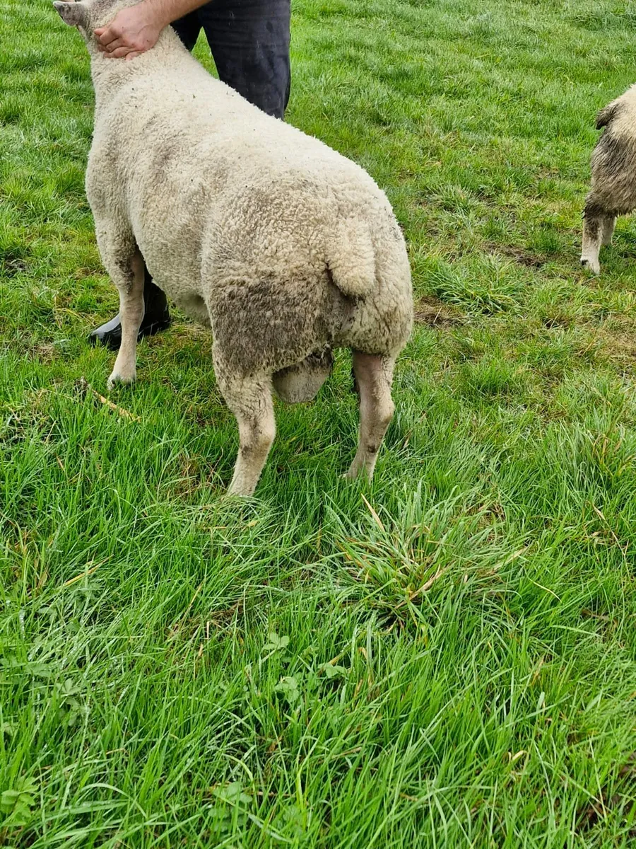 Charollais Ram - Image 3