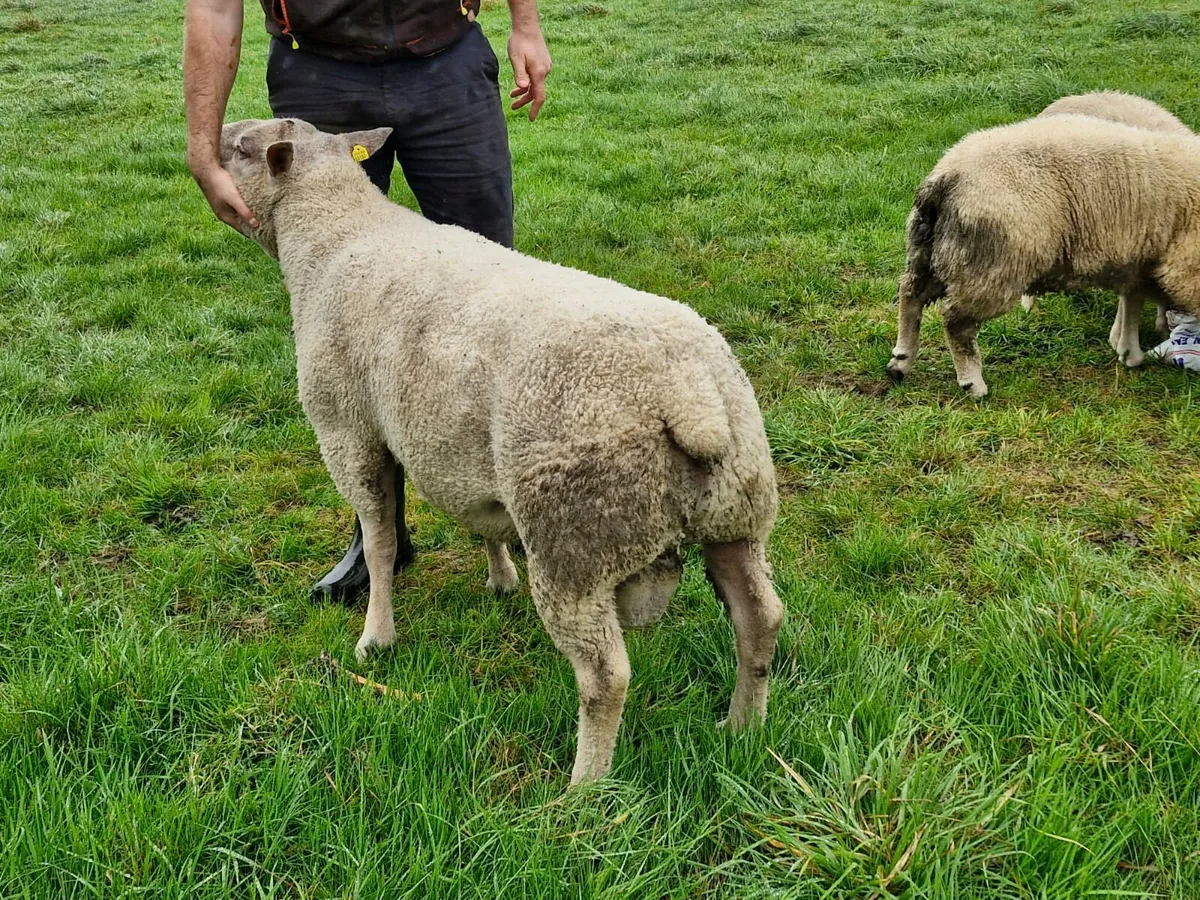 Charollais Ram - Image 4