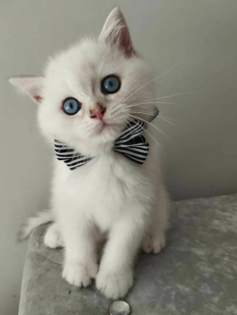 Beautiful British  and Scottish fold kittens - Image 2