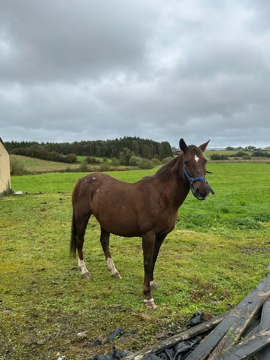 Mature pony - Image 1