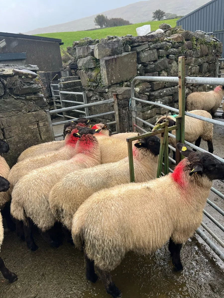 Sheep - Image 1