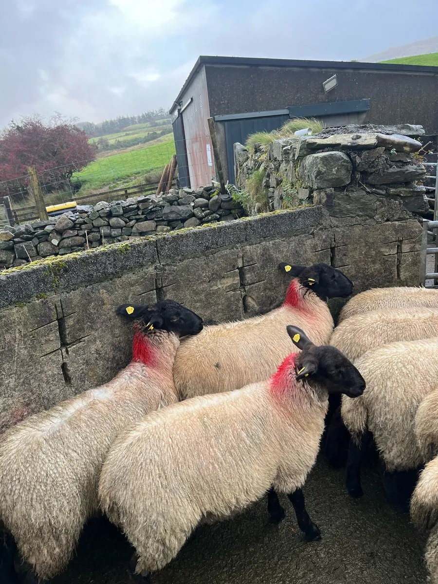 Sheep - Image 2