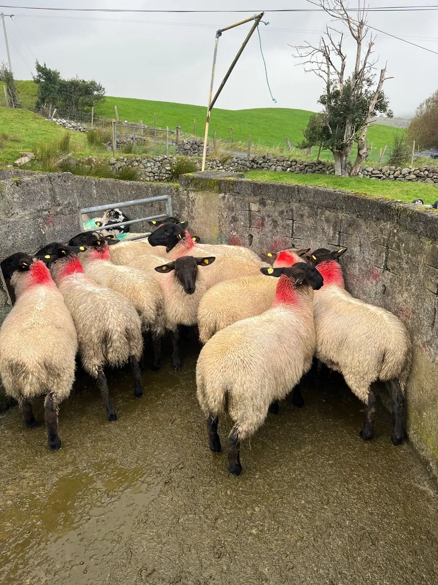 Sheep - Image 3