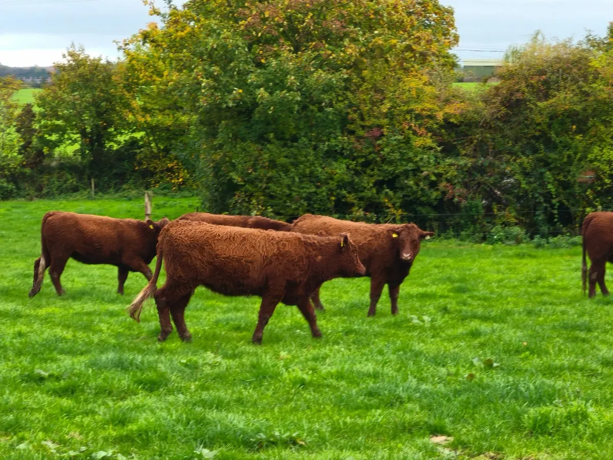 Pedigree Registered Saler Heifers - Image 1