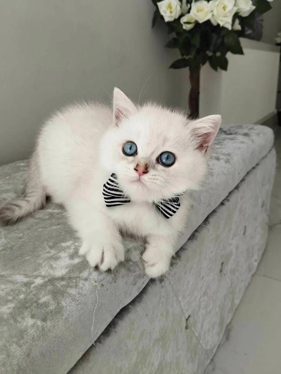 Beautiful British  and Scottish fold kittens - Image 1