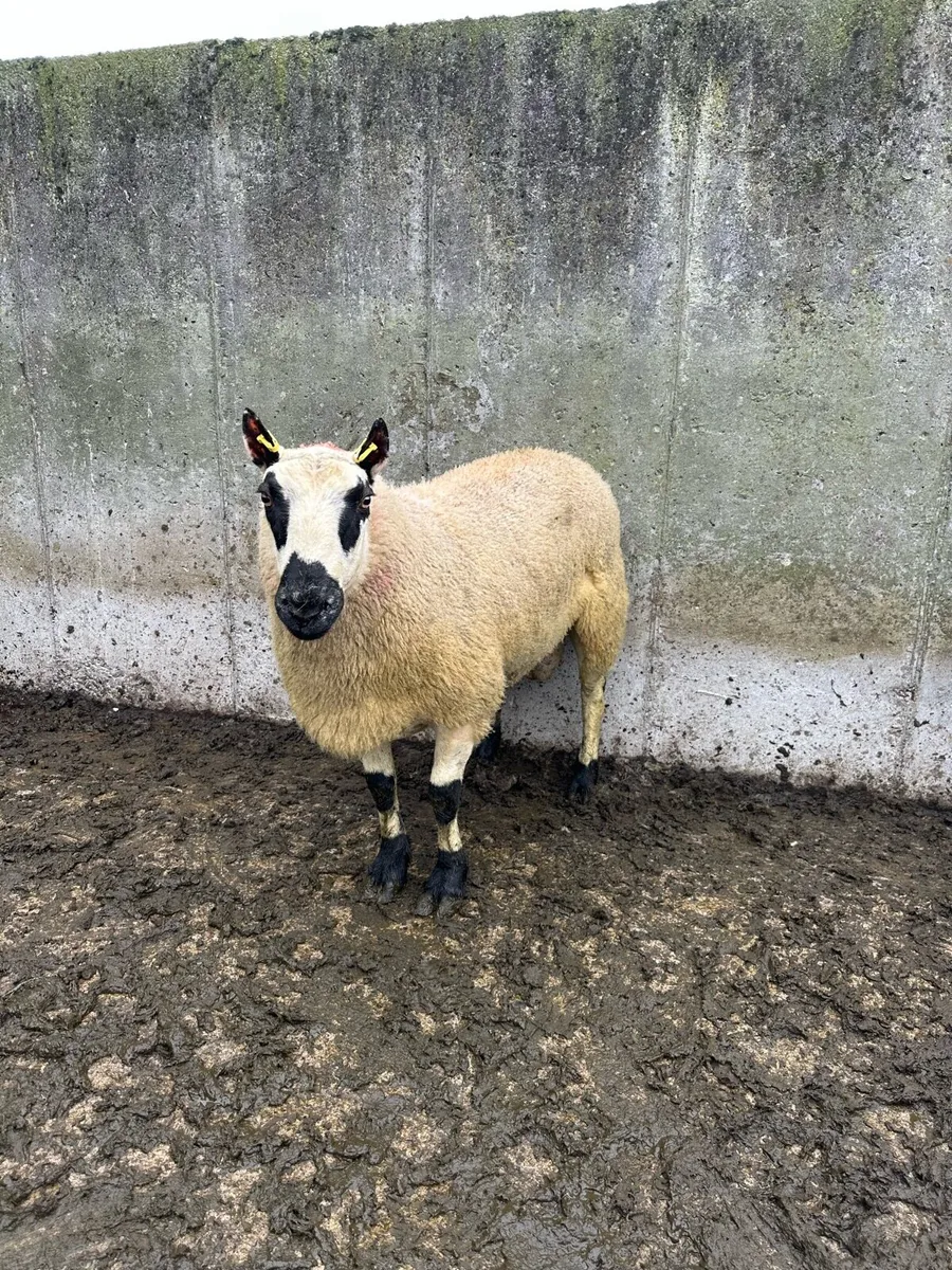 🌟 super kerryhill ram 🌟 - Image 1