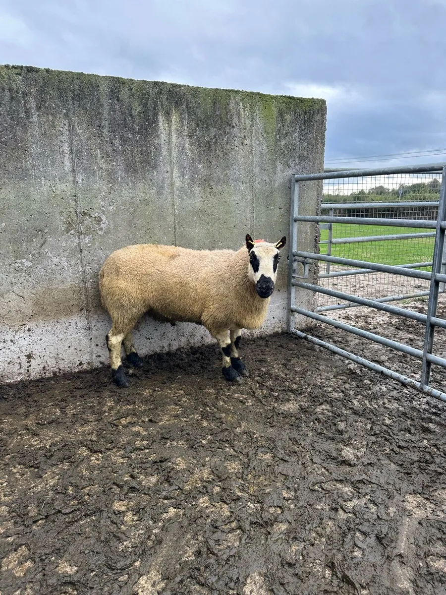 🌟 super kerryhill ram 🌟 - Image 2
