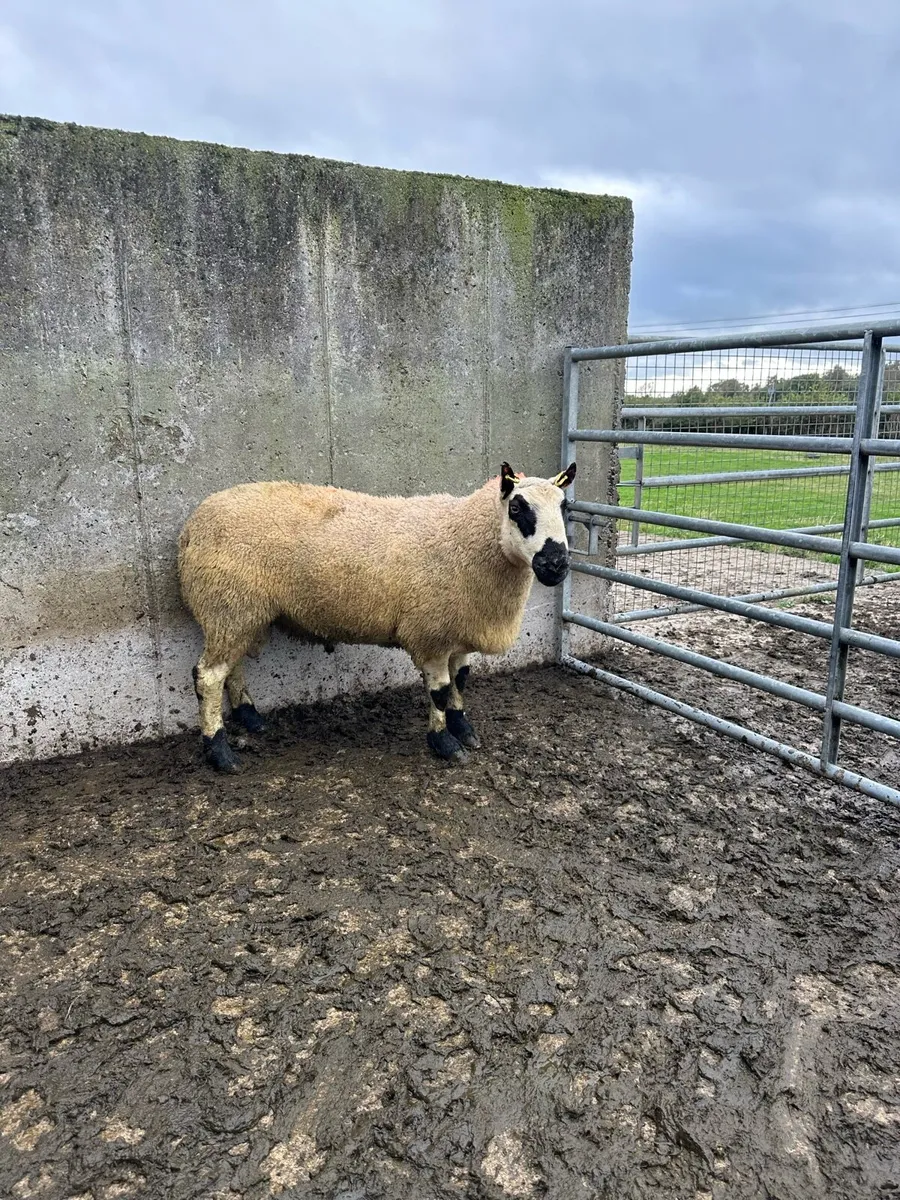 🌟 super kerryhill ram 🌟 - Image 3